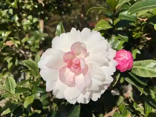 伊勢の国 四天王寺の自然