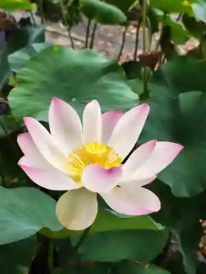 法音寺(山形県)