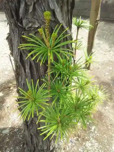 大間々神明宮のその他建物