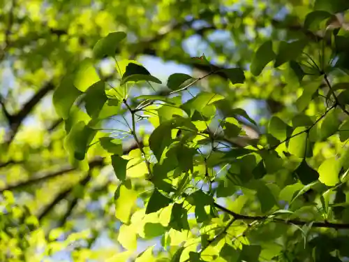 赤坂氷川神社(東京都)
