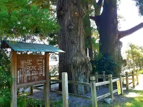 諏訪神社の自然