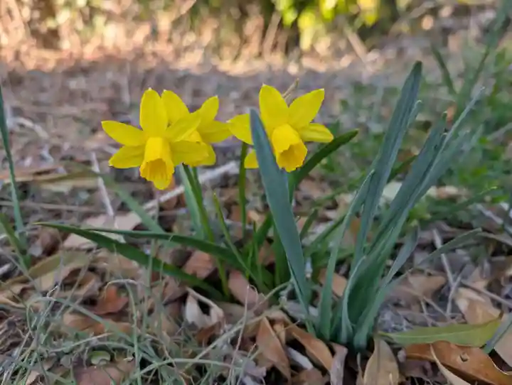 豊景神社(福島県)