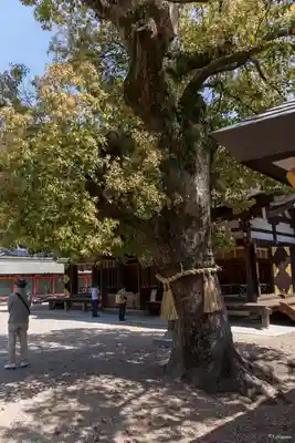 住吉大社(大阪府)