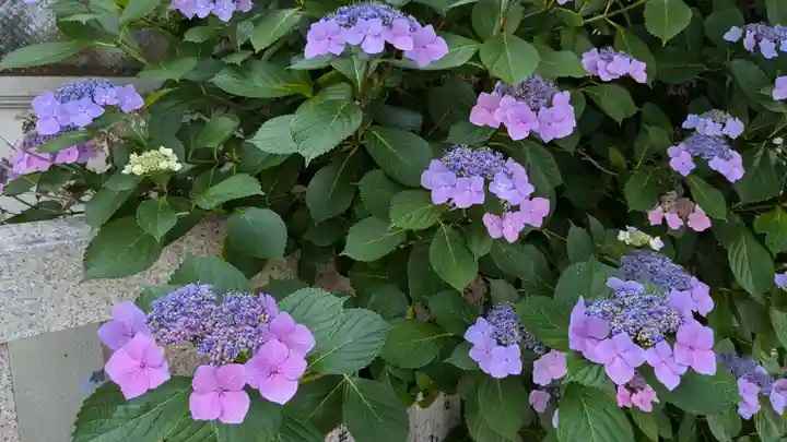 函館厳島神社の自然