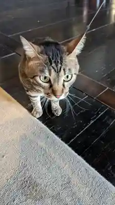 立本寺(京都府)