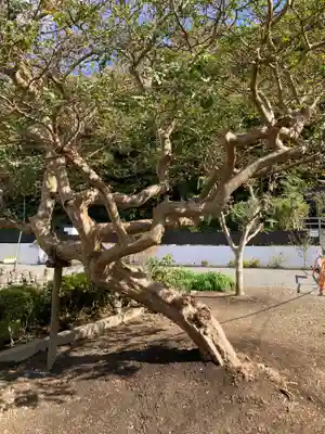 来迎寺（材木座）の自然