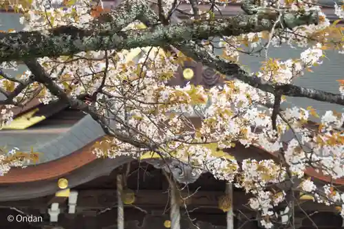 大麻比古神社(徳島県)