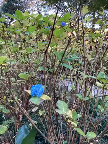 明月院(神奈川県)