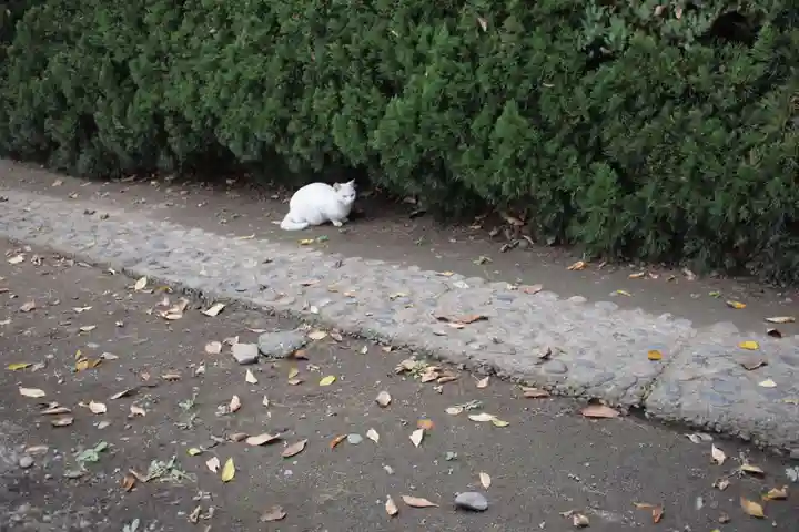 歓喜院本坊の動物