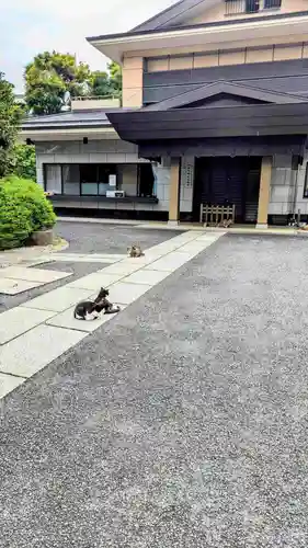 白金氷川神社の動物