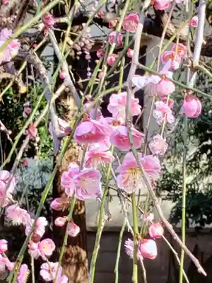 新井薬師（梅照院）(東京都)