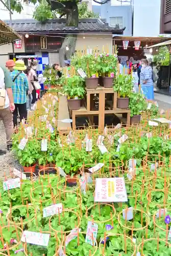 真源寺（入谷鬼子母神）(東京都)