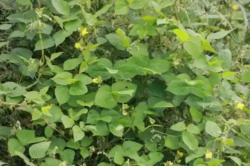 大六天麻王神社の自然
