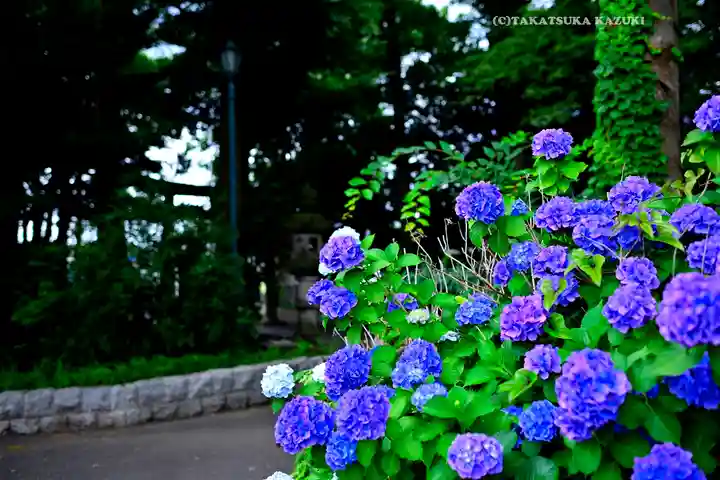 篠原八幡神社の自然