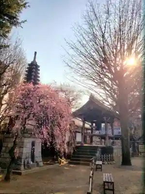 新井薬師（梅照院）(東京都)