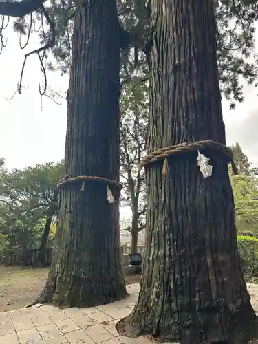 八幡朝見神社の自然