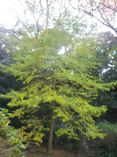 安國論寺（安国論寺）の自然