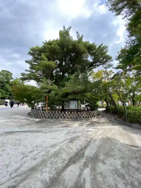 鶴岡八幡宮の自然