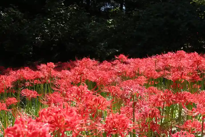 高幡不動尊 金剛寺の自然