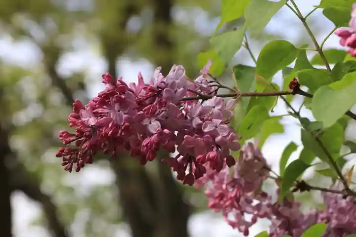 阿久津「田村神社」(郡山市阿久津町)旧社名:伊豆箱根三嶋三社の自然