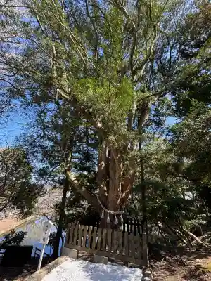 安房神社の{uncategorized: "未分類", other: "その他", undefined: "問題あり", building: "その他建物", grave: "お墓", sacred_gate: "鳥居", guardian: "狛犬", statue: "像", buddha: "仏像", history: "歴史", nature: "自然", garden: "庭園", animal: "動物", pagoda: "塔", temizu: "手水舎", mountain_gate: "山門・神門", sanctuary: "本殿・本堂", subordinate: "末社・摂社", art: "芸術", scenery: "景色", jizo: "地蔵", ema: "絵馬", goshuin: "御朱印", omikuji: "おみくじ", items: "授与品その他", amulet: "お守り", goshuincho: "御朱印帳", eats: "食事", festival: "お祭り", votive_dance: "神楽", shichigosan: "七五三参", wedding: "結婚式", experience: "体験その他", initially: "初詣", around: "周辺", anti_infection: "感染症対策"}