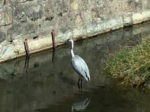 東寺（教王護国寺）の動物