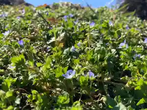 曹洞宗 永松山 龍泉寺の自然(2021年02月25日(木) 19時28分05秒投稿)
