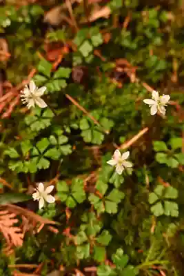 金峰神社(高知県)
