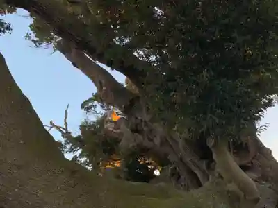 八幡神社の自然