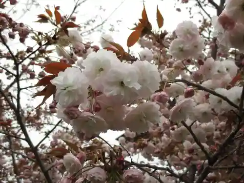 引接寺（千本ゑんま堂）の自然