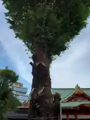 神田神社（神田明神）の自然