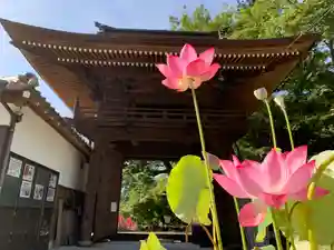 普門寺(切り絵御朱印発祥の寺)の自然(2020年08月15日(土) 09時47分15秒投稿)