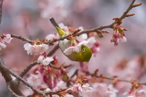 桜神宮の動物