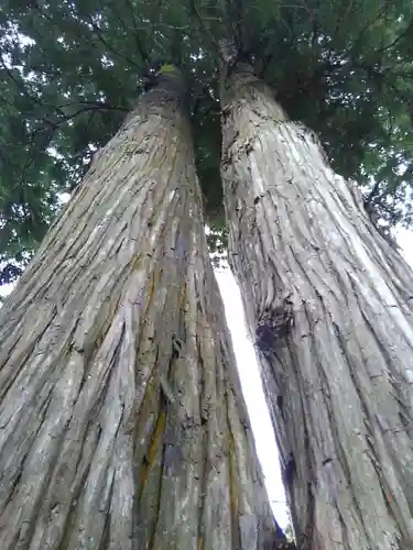 高司神社〜むすびの神の鎮まる社〜の自然
