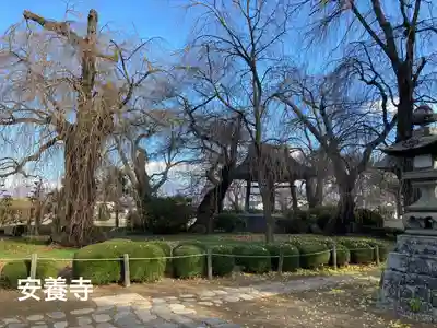 安養寺(長野県)