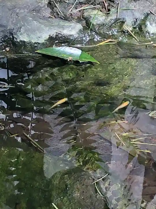 馬橋稲荷神社の動物