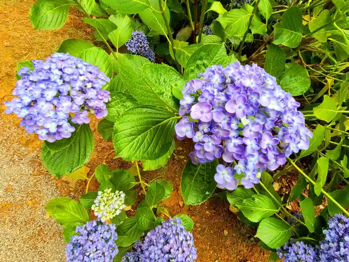 千光寺(福岡県)