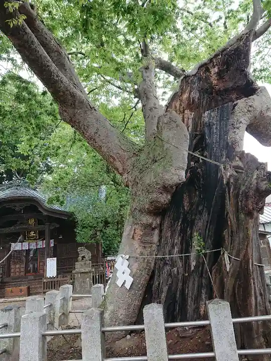 阿邪訶根神社の自然