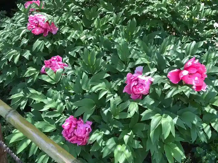 東長谷寺 薬王院の自然