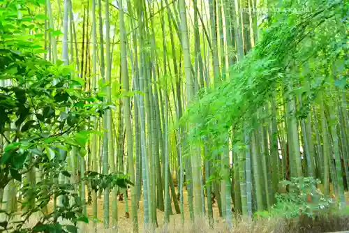 報国寺(神奈川県)