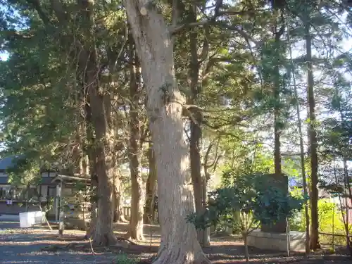 玉前神社の自然