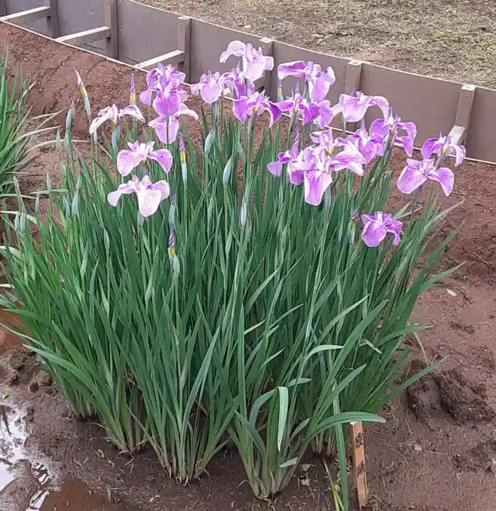 中野沼袋氷川神社(東京都)