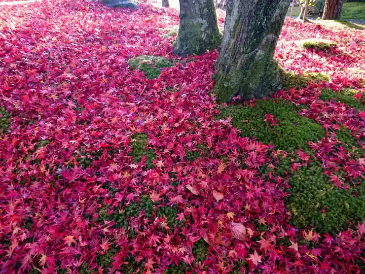法金剛院の自然
