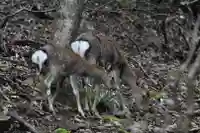 大山阿夫利神社の動物
