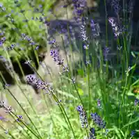 成田山大照寺(北海道)