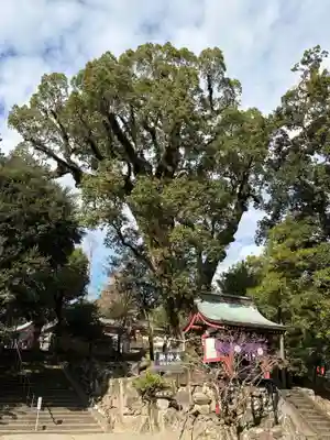 鹿児島神宮(鹿児島県)