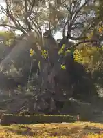 武雄神社の{uncategorized: "未分類", other: "その他", undefined: "問題あり", building: "その他建物", grave: "お墓", sacred_gate: "鳥居", guardian: "狛犬", statue: "像", buddha: "仏像", history: "歴史", nature: "自然", garden: "庭園", animal: "動物", pagoda: "塔", temizu: "手水舎", mountain_gate: "山門・神門", sanctuary: "本殿・本堂", subordinate: "末社・摂社", art: "芸術", scenery: "景色", jizo: "地蔵", ema: "絵馬", goshuin: "御朱印", omikuji: "おみくじ", items: "授与品その他", amulet: "お守り", goshuincho: "御朱印帳", eats: "食事", festival: "お祭り", votive_dance: "神楽", shichigosan: "七五三参", wedding: "結婚式", experience: "体験その他", initially: "初詣", around: "周辺", anti_infection: "感染症対策"}
