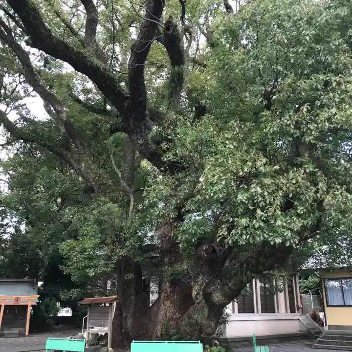 伊河麻神社の自然