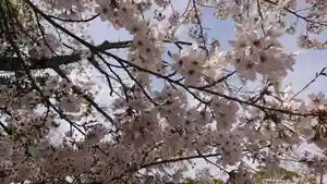 壺井八幡宮の自然(2021年03月29日(月) 08時06分53秒投稿)