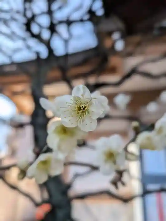 穏田神社(東京都)